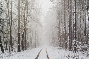 Sticker - Road in snowy winter forest this is fairytale scene