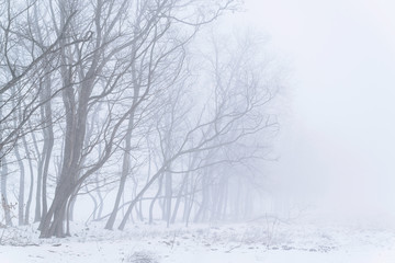 Wall Mural - Trees in the fog winter field