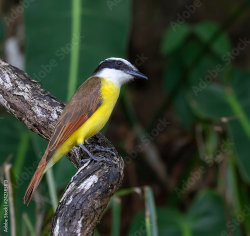 Fotografia Great kiskadee (Pitangus sulphuratus) portrait, Puntarenas, Costa Rica