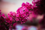 Fototapeta Kwiaty - Różowe kwiaty wiśni na gałęzi macro