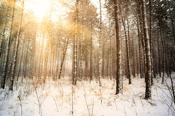 Poster - Dreamy Landscape with winter forest and bright sunbeams