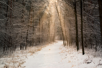 Poster - Road in winter forest and bright sunbeams