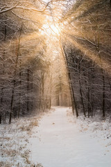 Poster - Road in winter forest and bright sunbeams