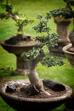 /image-photo/balinese-bonsai-a
