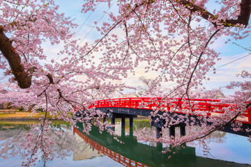 Canvas Print - Full bloom Sakura - Cherry Blossom  at Hirosaki park, in Japan