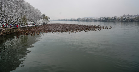 Wall Mural - Snowscape of West Lake in Hangzhou