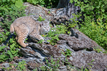 Bobcat Perched Atop A Rock At The Edge Of The Woods