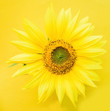 Fototapeta Kwiaty - a beautiful sunflower on a yellow background