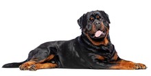 Rottweiler Dog  Isolated  On White Background In Studio