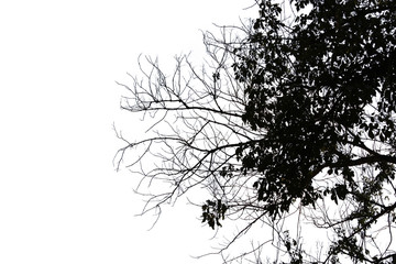  Tops of trees in Autumn forest on white background.