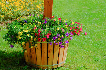 Poster - Flower garden, winter flower in Thailand, beautiful flower, straw flower. Tulip.