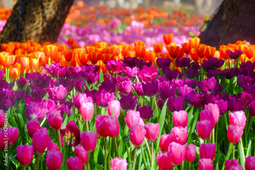 Flower garden, winter flower in Thailand, beautiful flower, straw flower. Tulip.