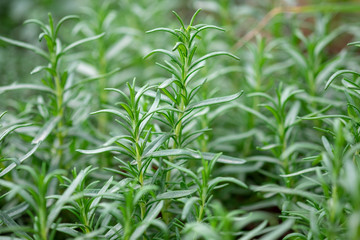 Wall Mural - A macro shot of the Rosemary herbs grown at greenhouse