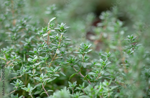 Cuadros en Lienzo A macro shot of the fresh thyme herbs grown at greenhouse