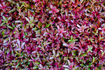 Wall Mural - Flower garden, winter flower in Thailand, beautiful flower, straw flower. Tulip.