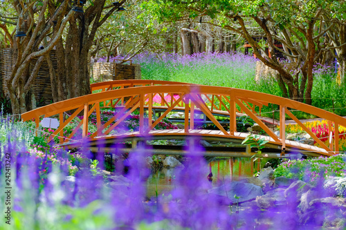 Flower garden, winter flower in Thailand, beautiful flower, straw flower. Tulip.