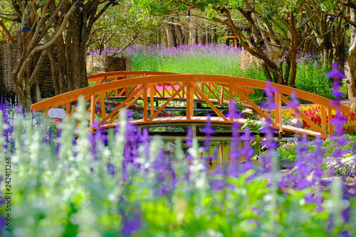 Flower garden, winter flower in Thailand, beautiful flower, straw flower. Tulip.