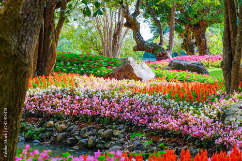Flower garden, winter flower in Thailand, beautiful flower, straw flower. Tulip.