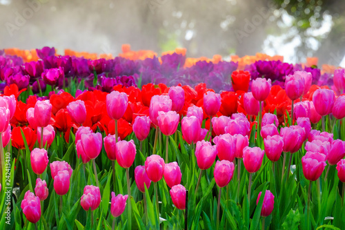 Flower garden, winter flower in Thailand, beautiful flower, straw flower. Tulip.