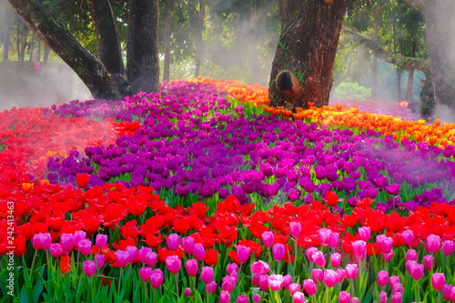 Flower garden, winter flower in Thailand, beautiful flower, straw flower. Tulip.