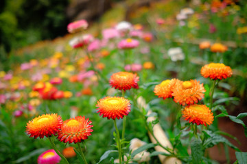 Poster - Flower garden, winter flower in Thailand, beautiful flower, straw flower. Tulip.