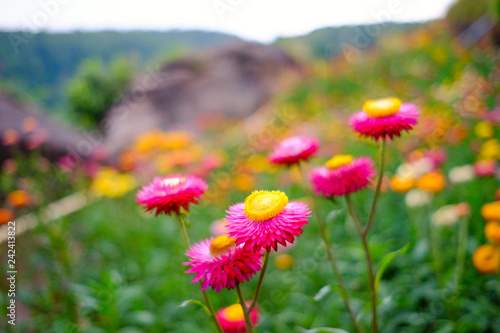 Flower garden, winter flower in Thailand, beautiful flower, straw flower. Tulip.