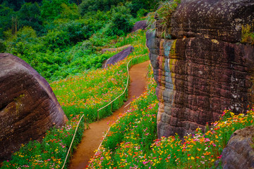 Poster - Flower garden, winter flower in Thailand, beautiful flower, straw flower. Tulip.