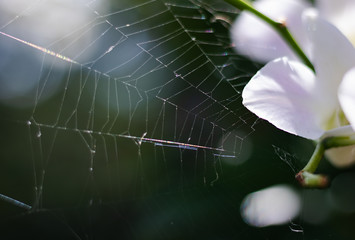 Wall Mural - Close-up view of spider web