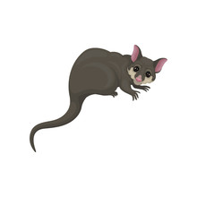 Detailed Flat Vector Icon Of Brushtail Possum With Pink Nose And Ears. Australian Marsupial Animal. Wild Creature
