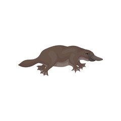 Canvas Print - Detailed flat vector icon of brown platypus, side view. Aquatic mammal animal of Australia. Wildlife and fauna theme