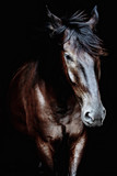 Fototapeta Konie - Black horse portrait isolated on black, Ukrainian horse.