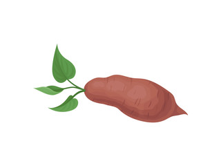 Wall Mural - Flat vector icon of ripe sweet potato with green leaves. Fresh vegetable. Organic food. Natural and healthy product