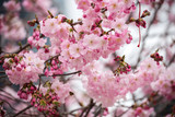 tender pink cherry blossoms