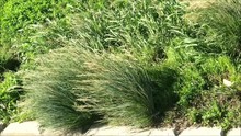 Large Tufts Of Esparto Grass Blowing In Strong Wind On Riverbank In Central Malaga, Andalusia