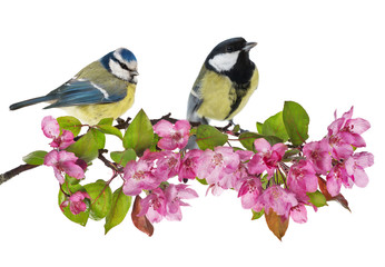 Wall Mural - two tits on apple tree branch with pink flowers