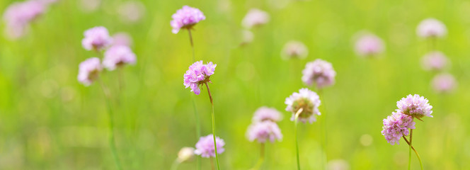 Canvas Print - light pink wild flowers in green stripe