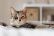 © ADDICTIVE STOCK - Cat lying on comfortable bed