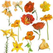 Collection Of Twelve Yellow And Orange Flowers Isolated On White
