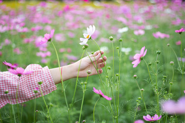 Wall Mural - Close up girl hands holding white cosmos flower in the field blur background