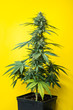 marijuana bush plant in a pot, auto flowering