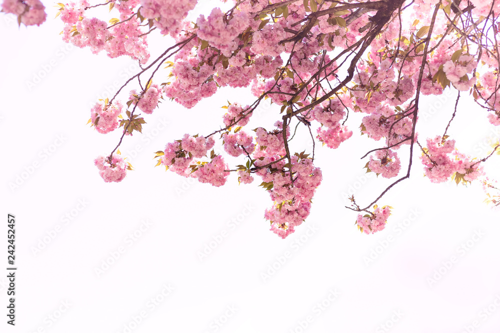 Beautiful of Cherry Blossom or Sakura flower in the  nature garden on white background - obrazy, fototapety, plakaty 