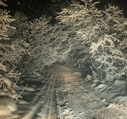 Poster - bushes and branches of trees covered with snow leaning over the road in the night in heavy snowfall, Russia, the Caucasus