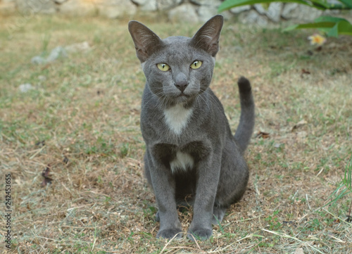grey cat white chest