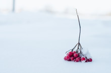 The Branch Guelder Rose Lies On White Snow. Beautiful Winter Background With Guelder Rose