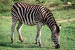 Zebra beim grasen