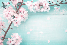 Spring Floral Background. Fresh Pink Cherry Flowers On Turquoise Vintage Wooden Background, Close-up Macro, Copy Space.
