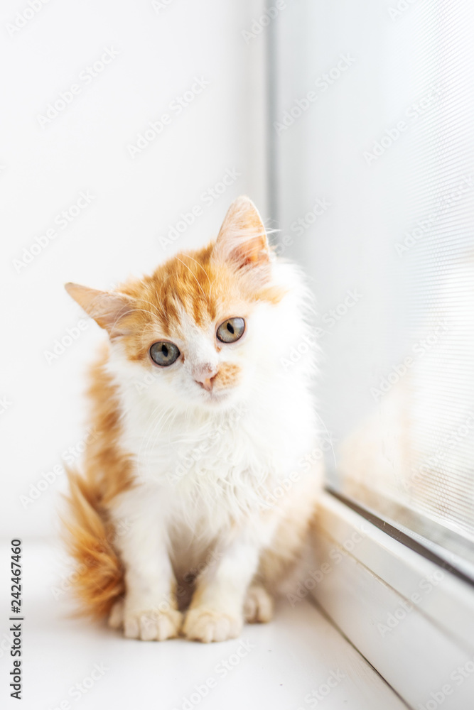 Funny white cat sitting on the window sill - obrazy, fototapety, plakaty 