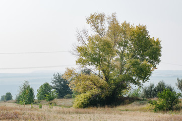 Electricity poles near coniferous forest with copy space. Sunny landscape.