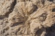 © imageBROKER - Coral fossils, Marsa Alam, Egypt, Africa