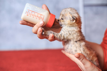 Wall Mural - Savannah F1 kitten drinks milk from a bottle.